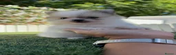 Pomerania perros en venta: POMERANIA - Anuncio 11