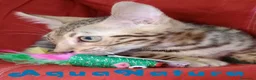 Bengalí gatos en venta: Bengali Macho 6261 - AQUANATURA en Barcelona - Anuncio 2