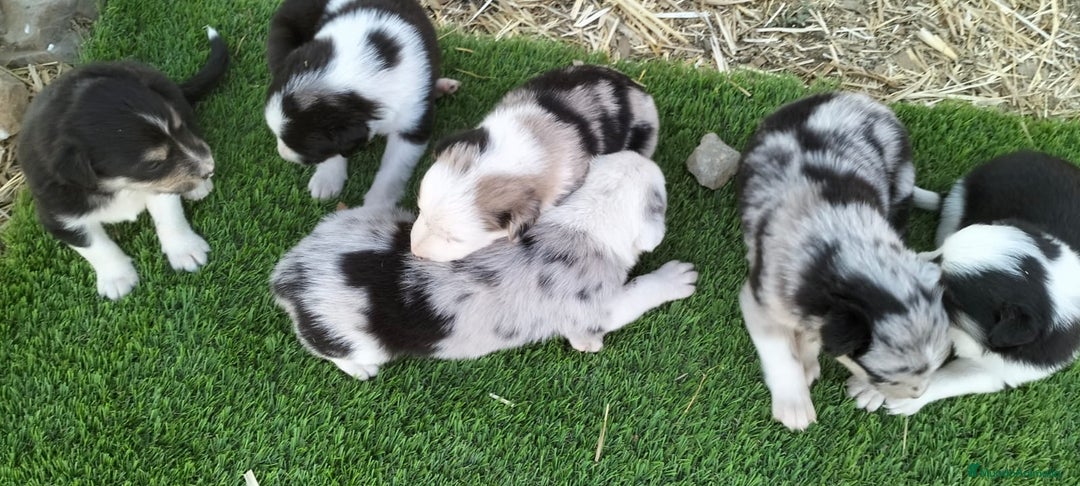 Border Collie perros en venta: Bordes collie - Imagen 8