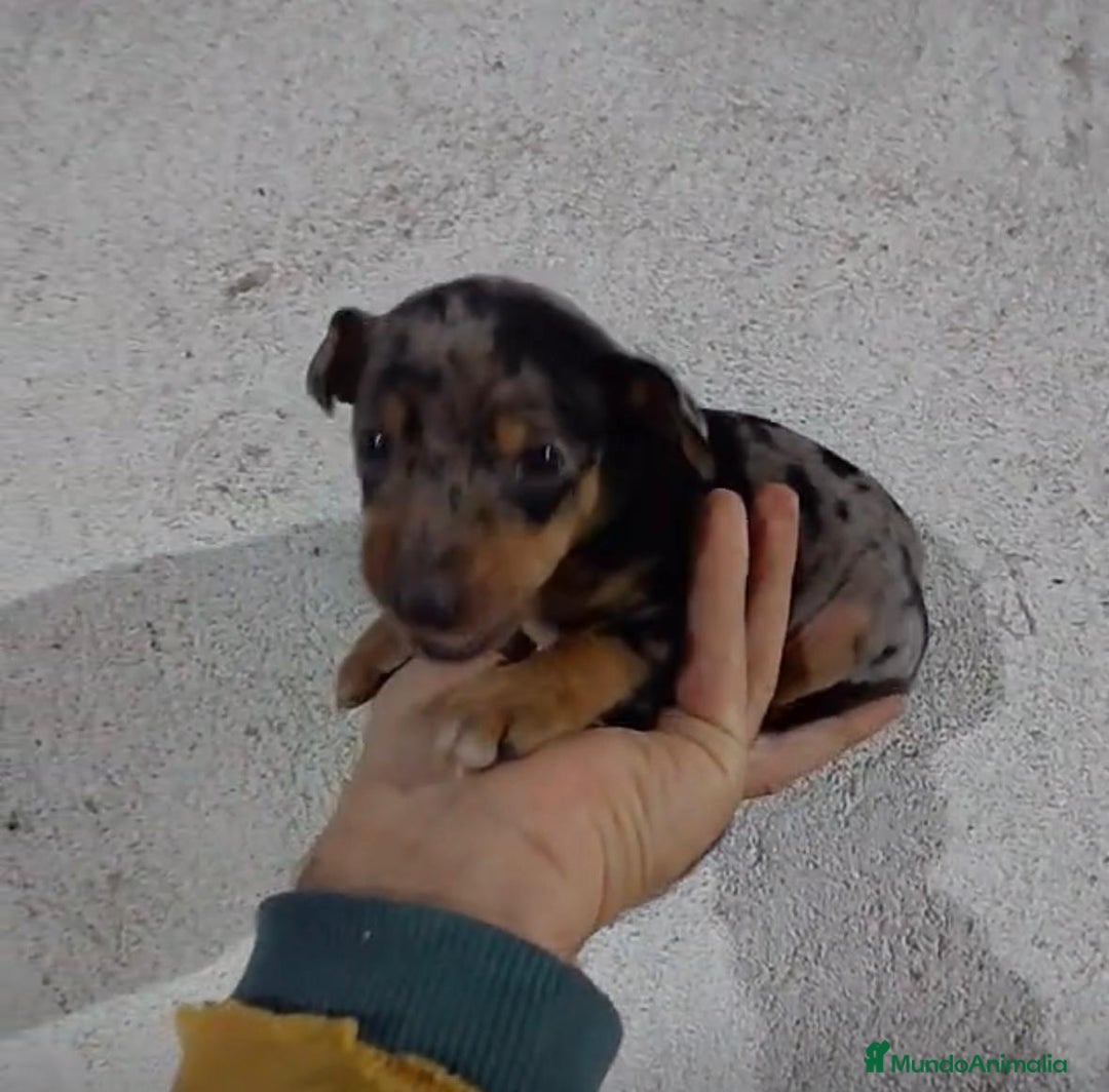 Pinscher Miniatura perros en venta: Pinscher miniatura merle  - Anuncio 9