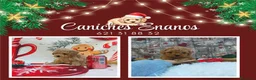 Caniche Toy perros en venta: IMPRESIONANTES CANICHES LINEA TOY  - Anuncio 9