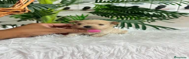 Maltipoo 1