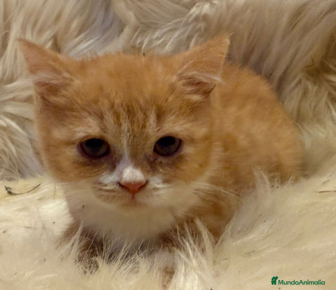 Británico de Pelo Corto gatos en venta: Hembra British Bicolor - Anuncio 3