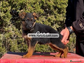 Pastor Alemán perros PASTOR ALEMAN PEQUEÑOS en Asturias - Anuncio 38