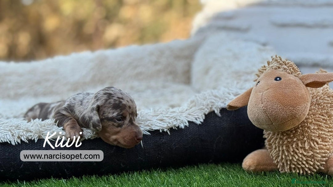 Teckel Miniatura perros en venta: TECKEL ARLEQUIN CHOCOLATE  - Imagen 2