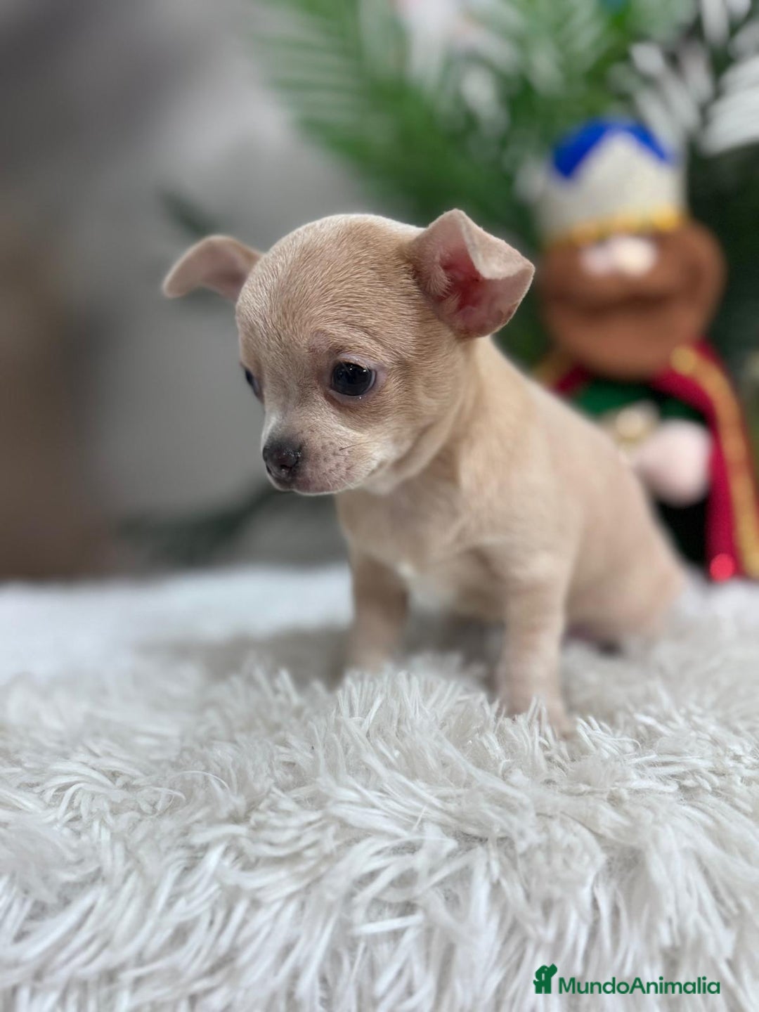 Chihuahua perros en venta: CHIHUAHUA HEMBRA - Anuncio 3