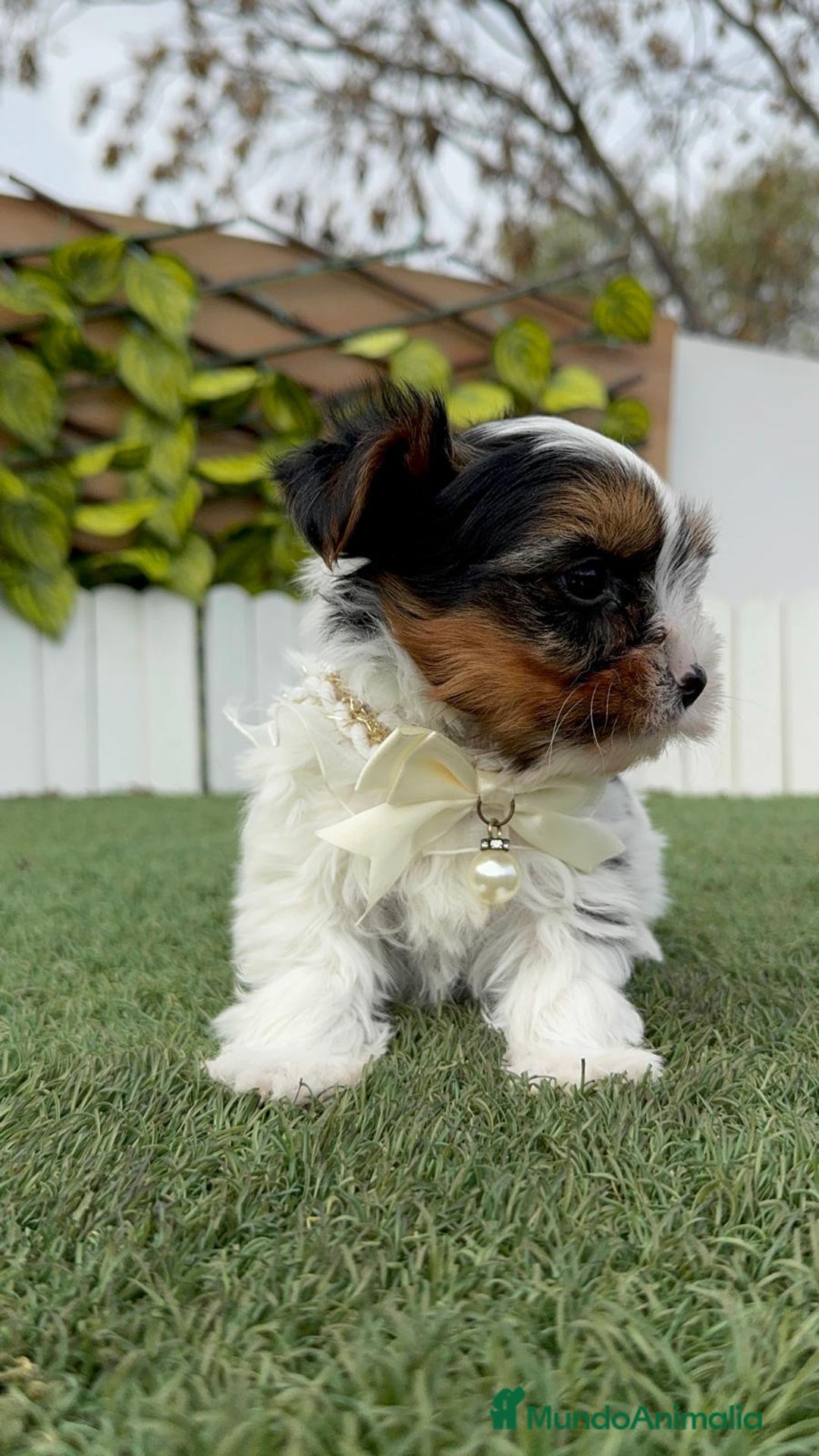 Yorkshire Terrier perros en venta: YORKSHIRE BIEWER - Anuncio 17