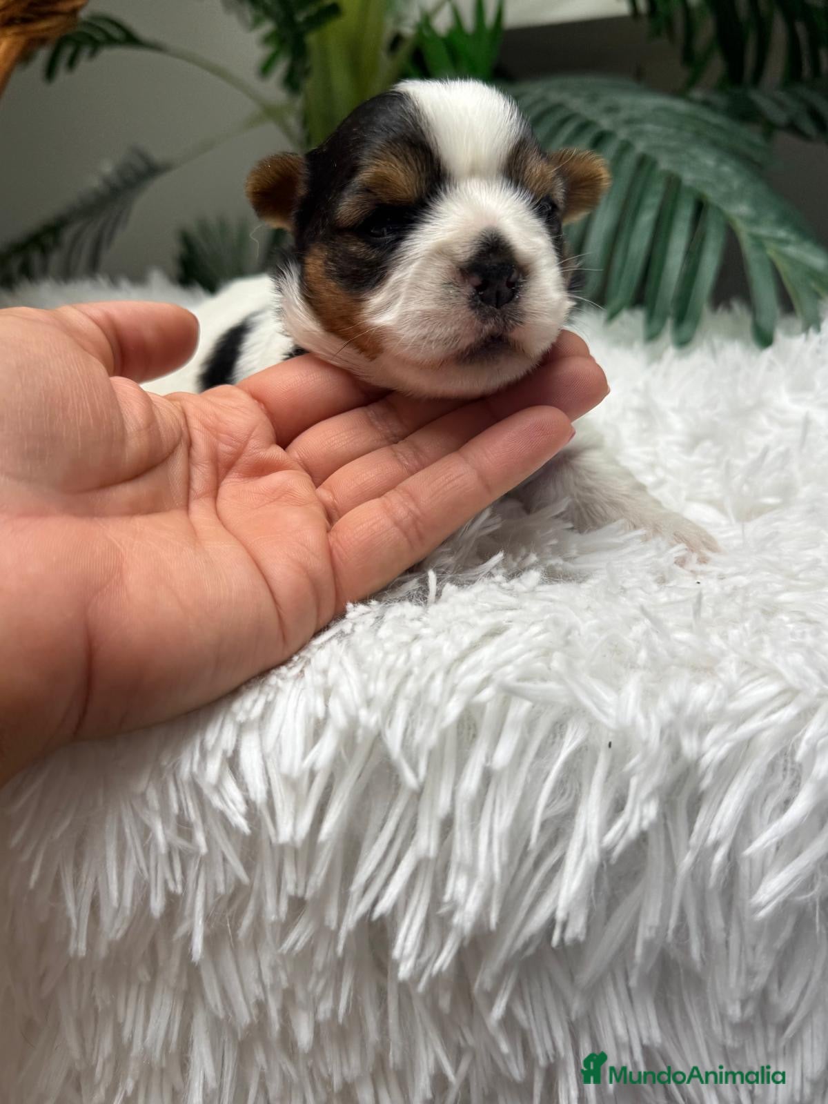 Yorkshire Terrier perros YORKSHIRE BIEWER - Anuncio 1