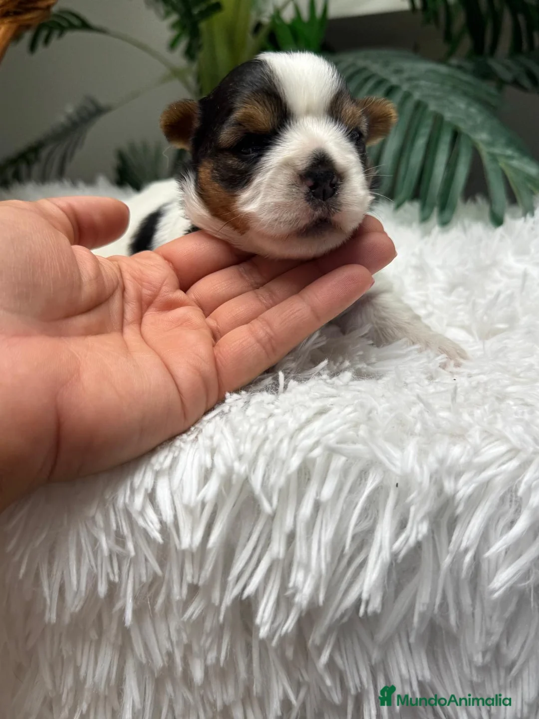 Yorkshire Terrier perros en venta: YORKSHIRE BIEWER - Anuncio 1