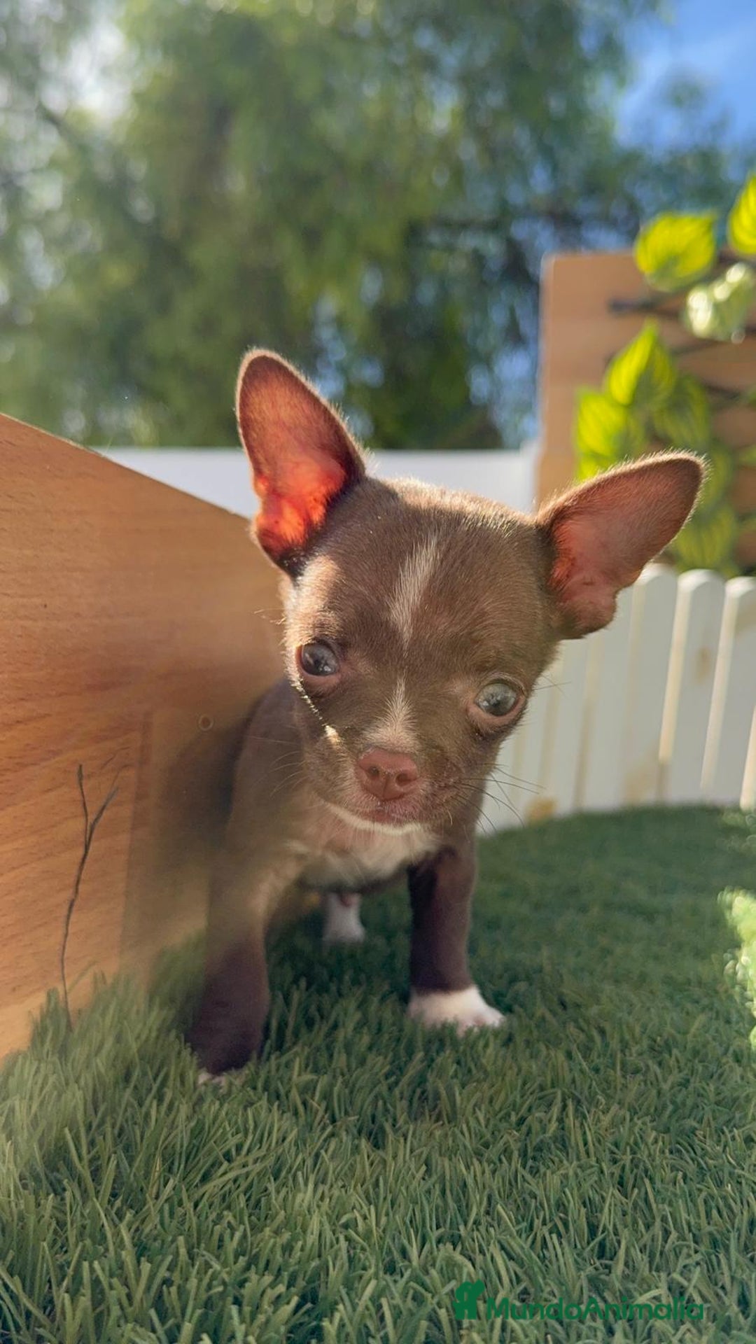 Chihuahua perros en venta: CHIHUAHUA MACHO - Imagen 5