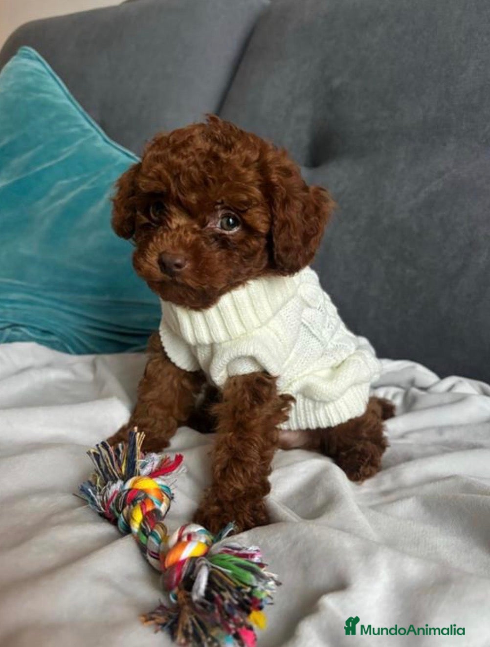 Caniche Toy perros Caniche Asiático  - Anuncio 4