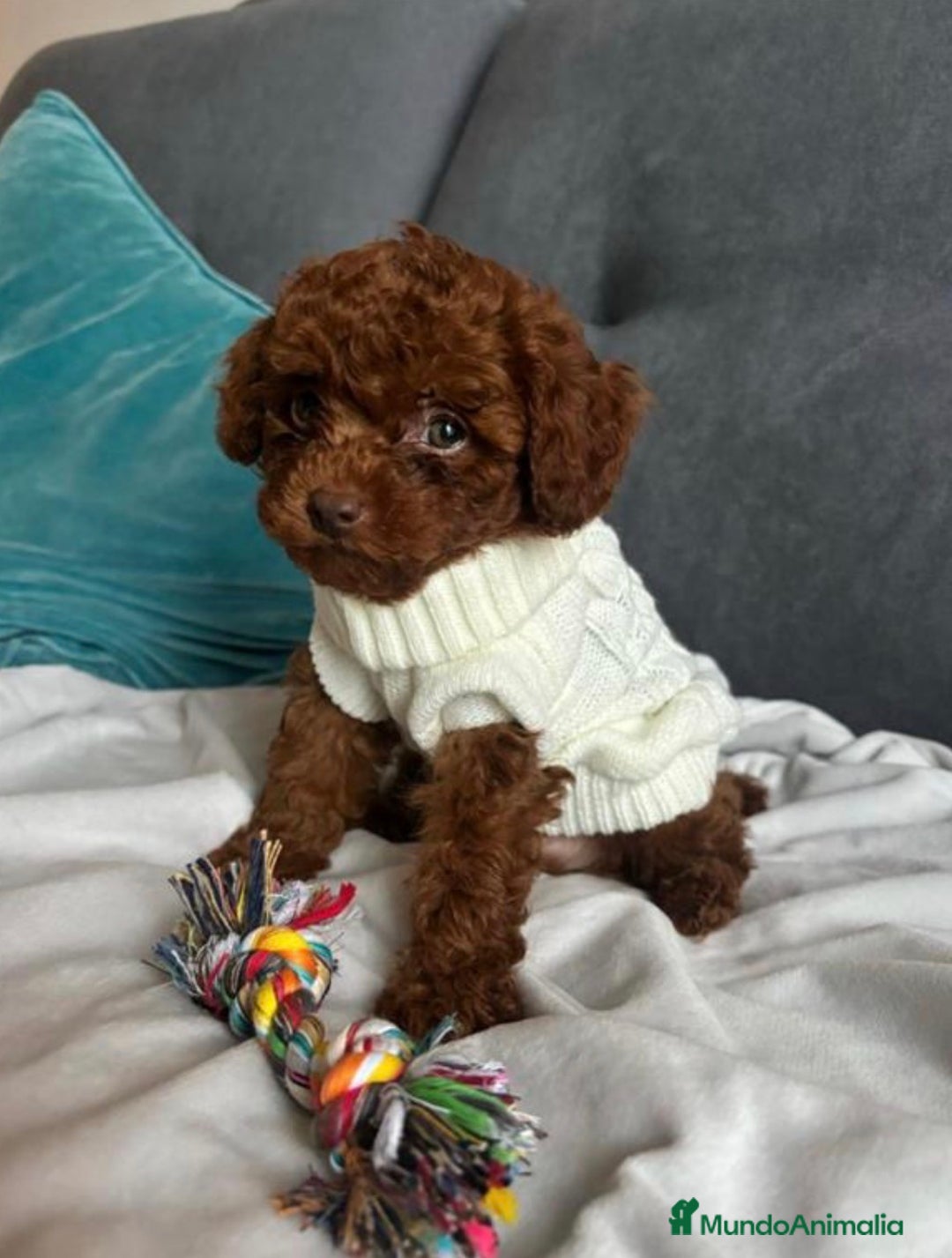 Caniche Toy perros en venta: Caniche Asiático  - Anuncio 1