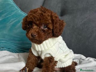 Caniche Toy perros Caniche Asiático - Anuncio 4