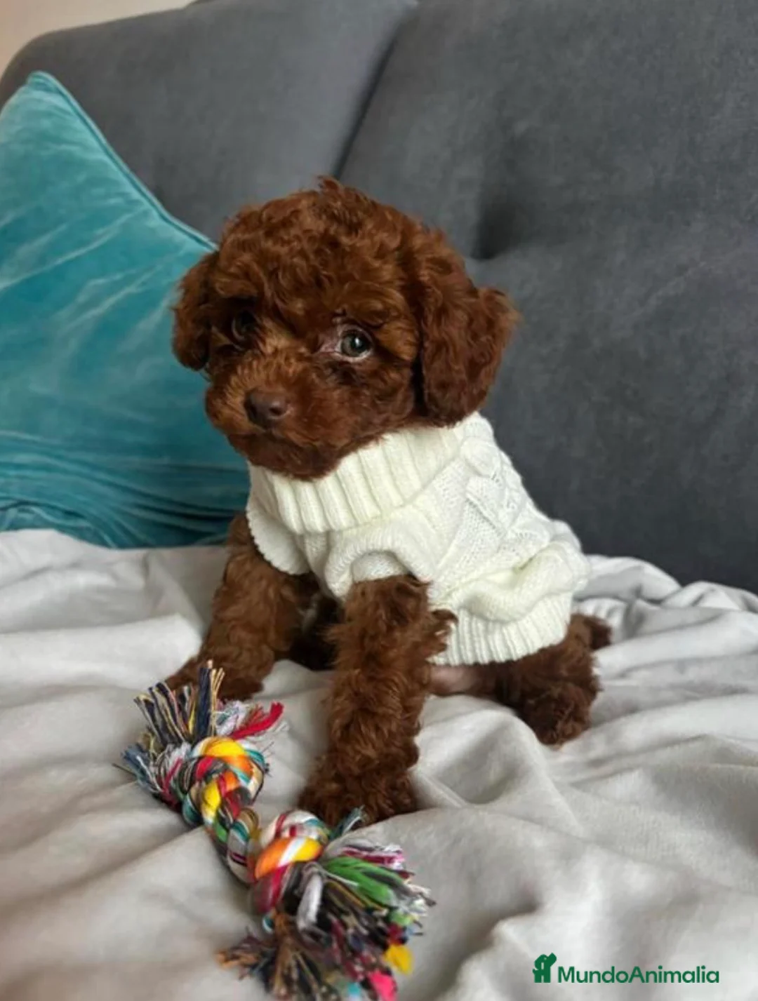 Caniche Toy perros en venta: Caniche Asiático  - Anuncio 1