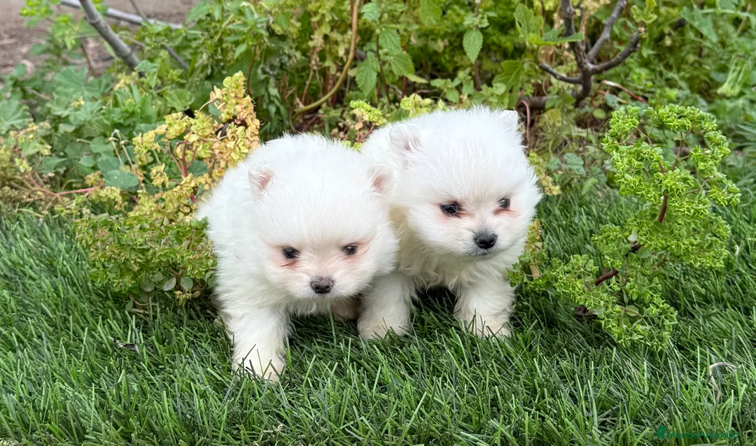 Pomerania perros en venta: POMERANIAS DISPONIBLES  - Anuncio 1