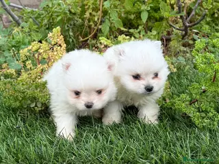 Pomerania perros POMERANIAS DISPONIBLES - Anuncio 1
