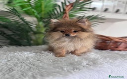 Pomerania perros en venta: POMERANIA HEMBRA MUY PEQUEÑITA - Imagen 11