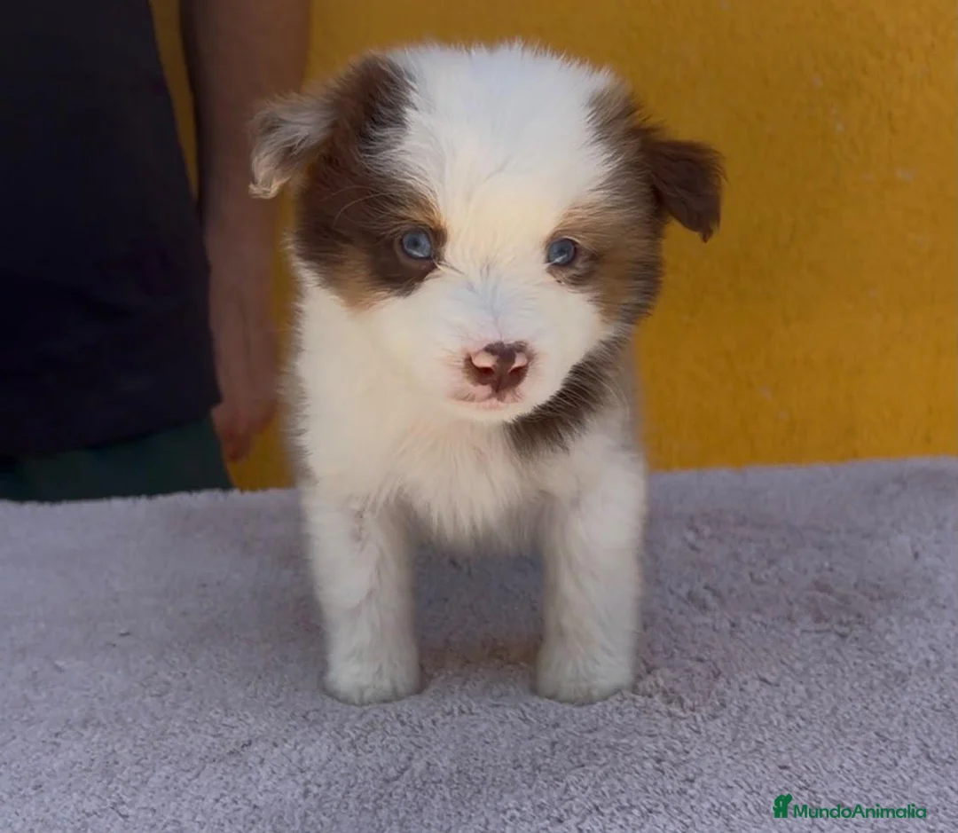 Pastor Australiano perros en venta: Pastor australianos miniatura  - Anuncio 20