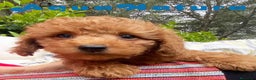 Caniche Enano perros en venta: Caniche Macho 7350 de Camila - AQUANATURA en Barcelona - Anuncio 11