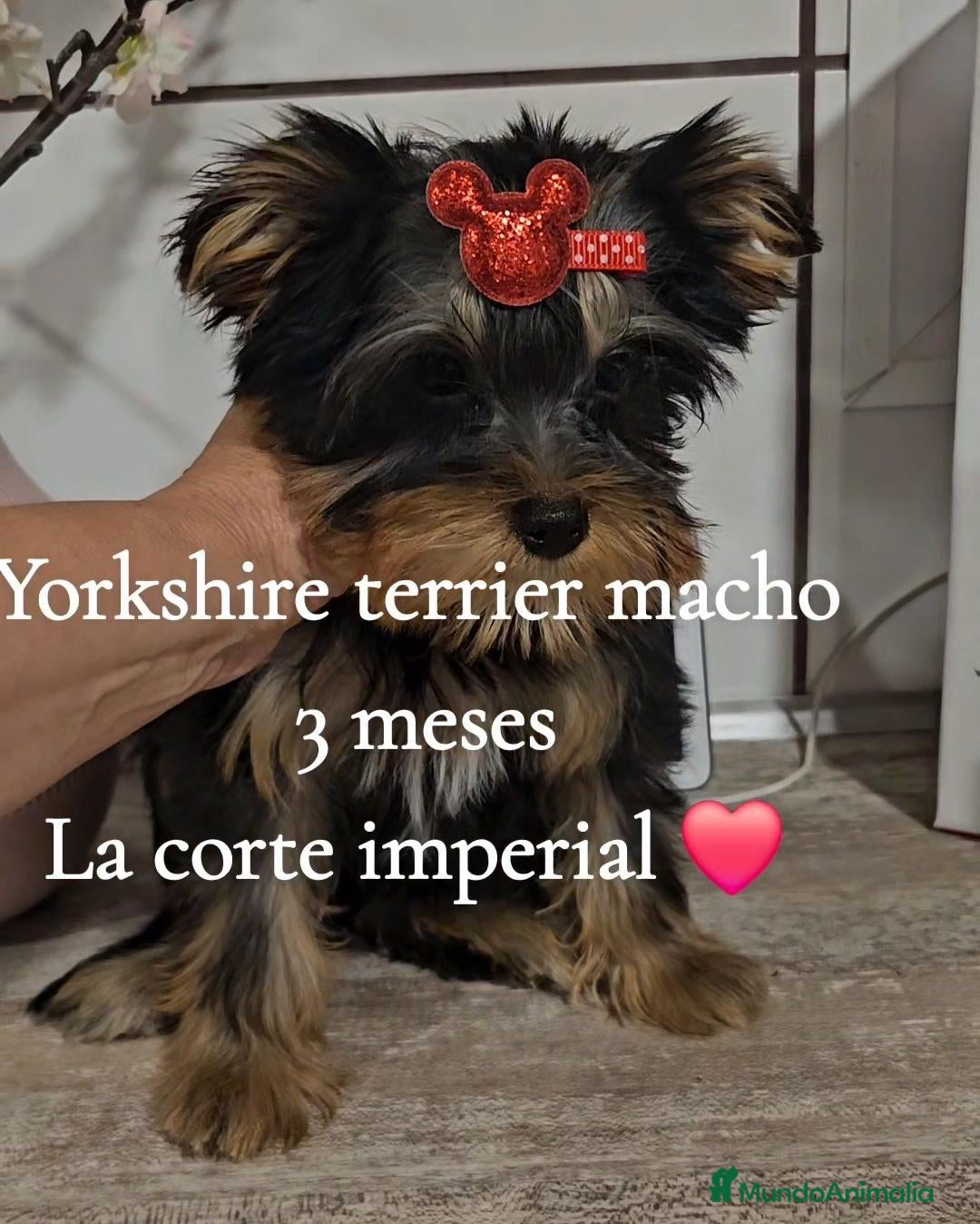 Yorkshire Terrier perros Yorkshire Terrier - Anuncio 2