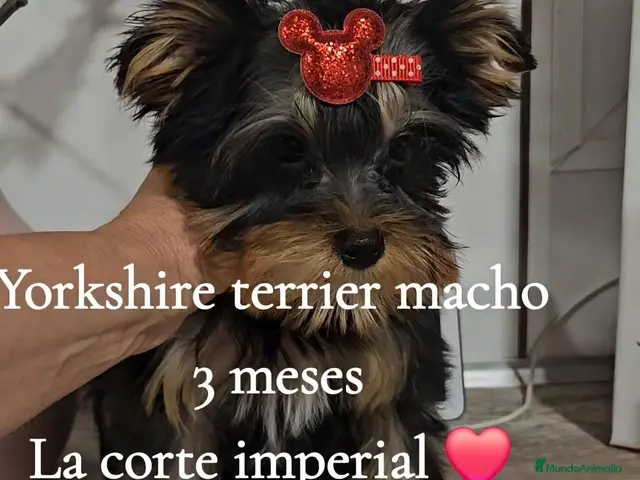 Yorkshire Terrier perros Yorkshire Terrier - Anuncio 2