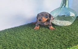 Teckel Miniatura perros en venta: TECKEL MINIATURA  ARLEQUIN  - Imagen 1