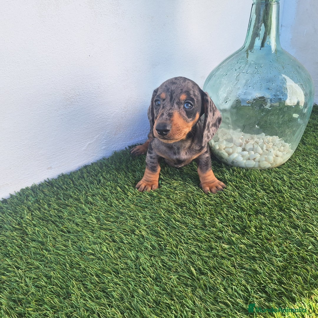 Teckel Miniatura perros en venta: TECKEL MINIATURA  ARLEQUIN  - Imagen 1