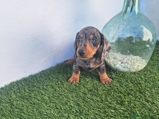 Teckel Miniatura perros - Anuncio 1