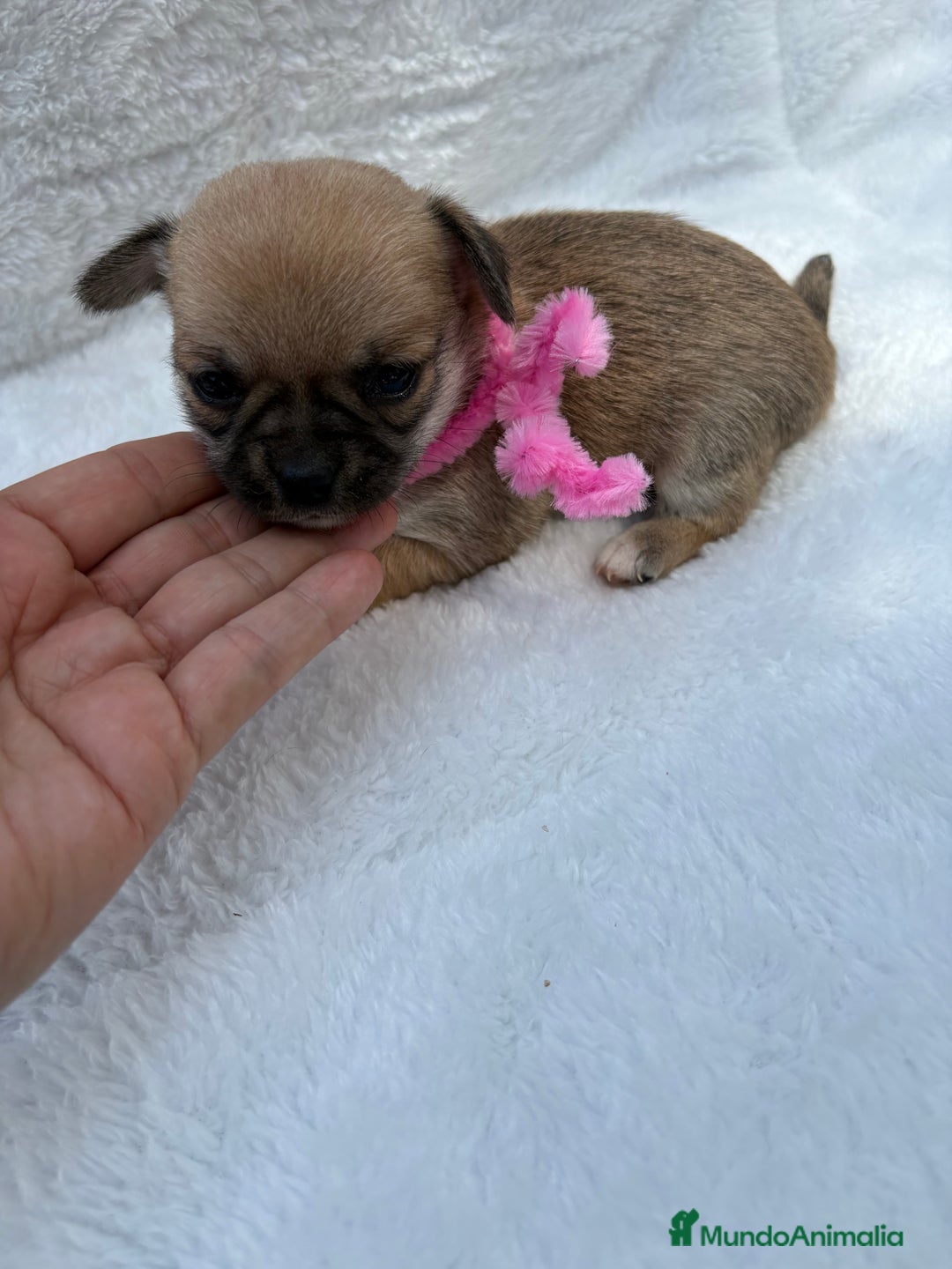 Chihuahua perros en venta: Chihuahuas Diminutos - Imagen 2