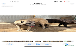 Pastor de Asia Central perros en venta: Kangal turco x Alabai  - Imagen 3