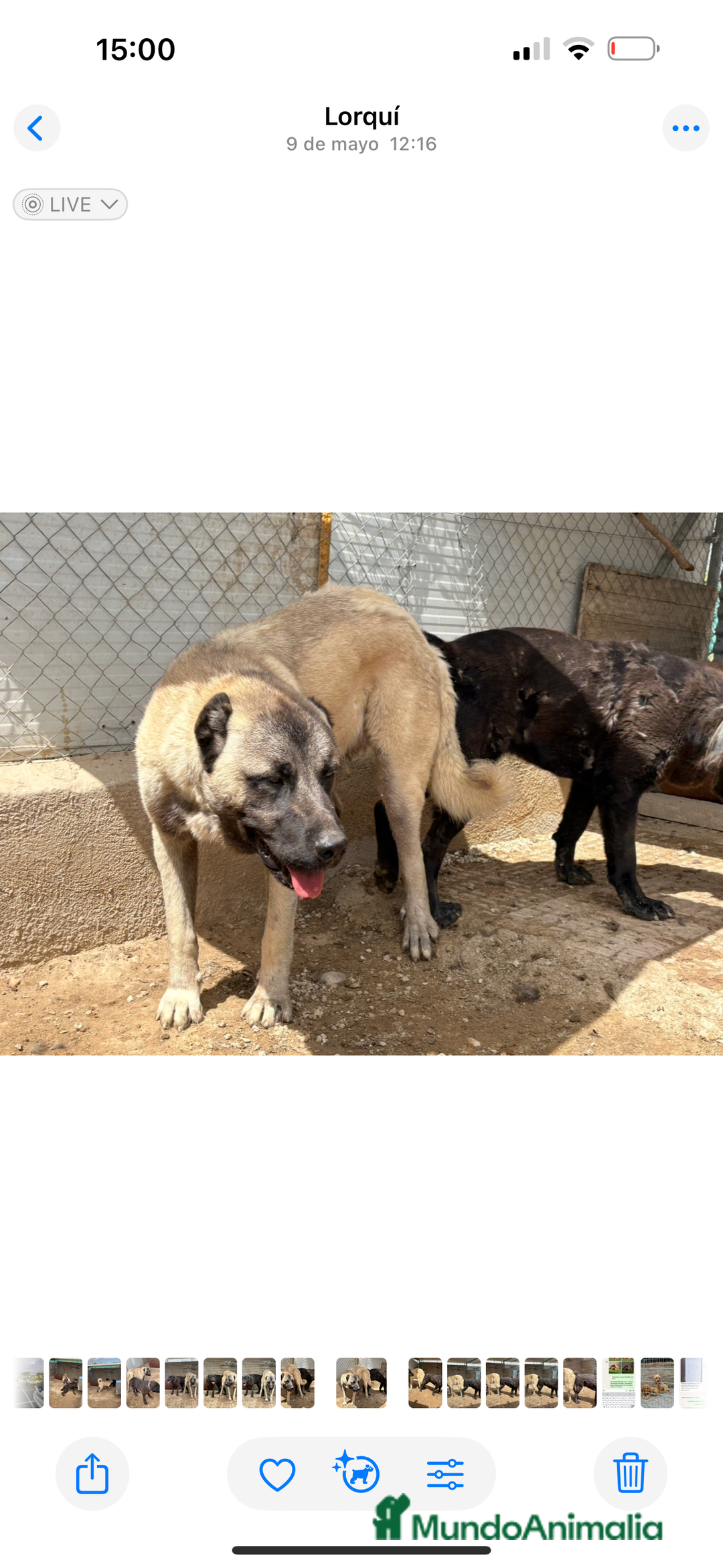 Pastor de Asia Central perros en venta: Kangal turco x Alabai  - Imagen 3