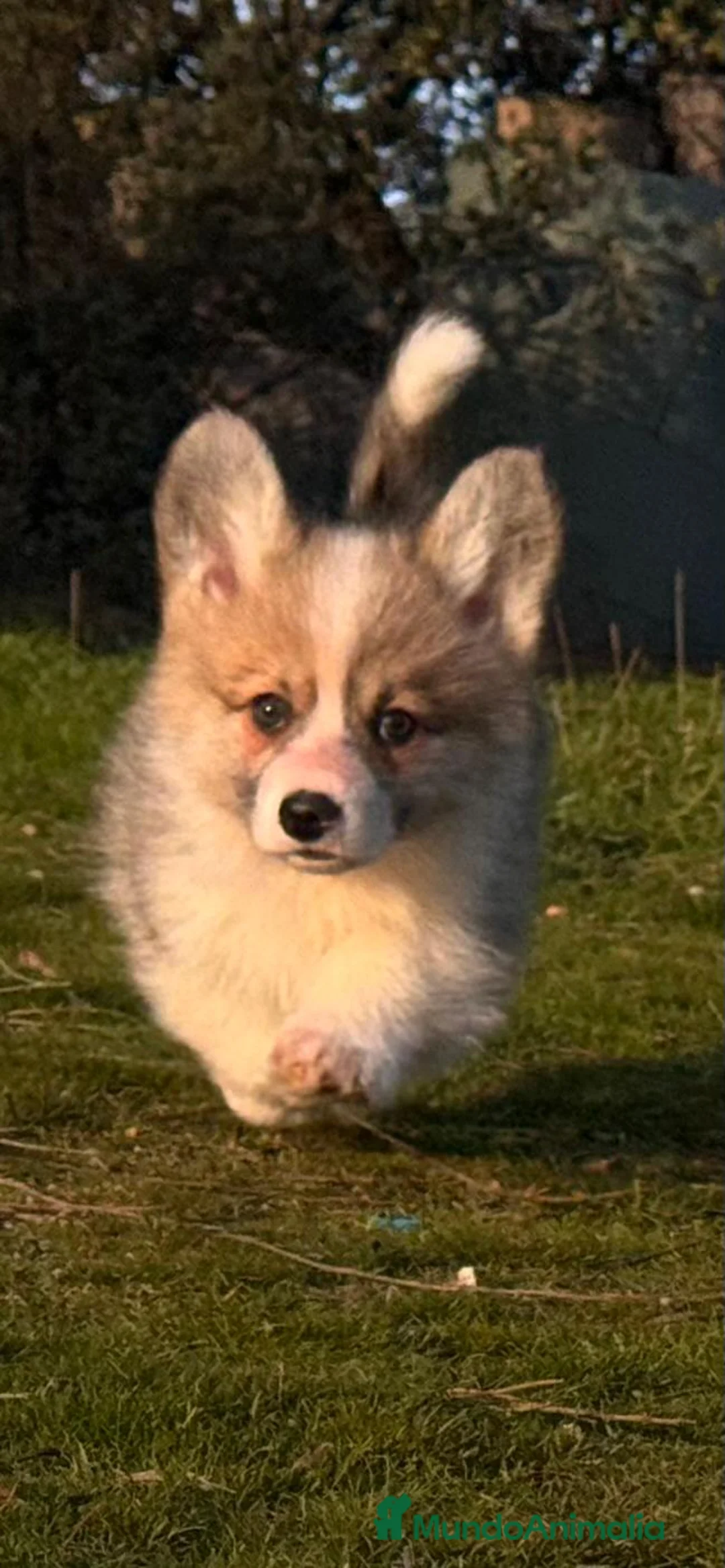 Welsh Corgi Pembroke perros en venta: Corgi pembroke  - Anuncio 1