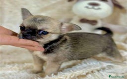 Chihuahua perros en venta: Chihuahua Toy  - Imagen 4