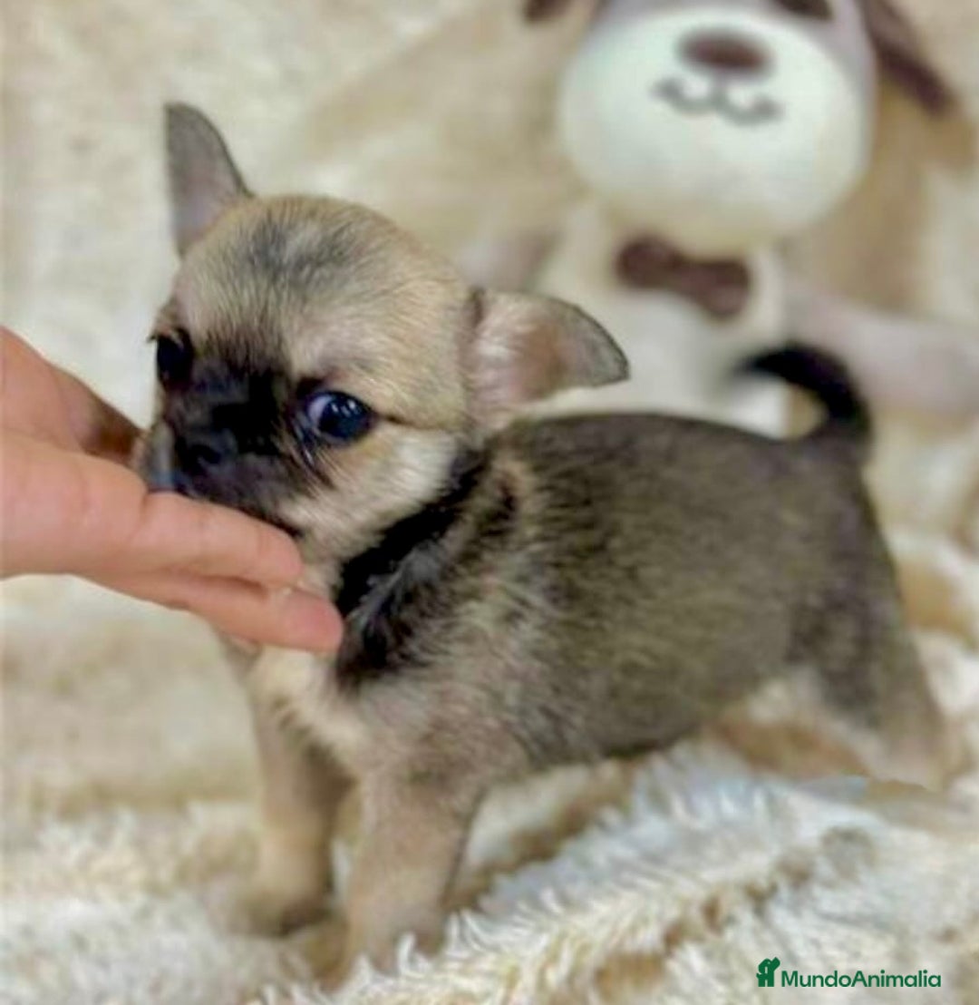 Chihuahua perros en venta: Chihuahua Toy  - Imagen 4