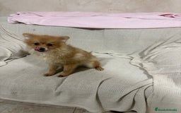 Pomerania perros en venta: Pomeranias machos 6 meses - Anuncio 2
