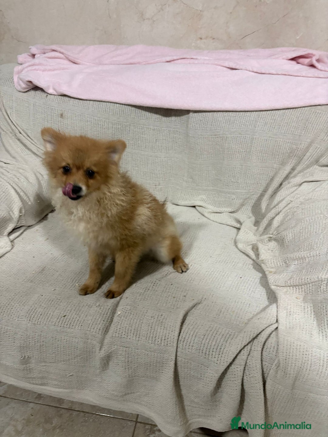 Pomerania perros en venta: Pomeranias machos 6 meses - Anuncio 2