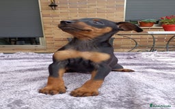 Pinscher Miniatura perros en venta: Pinscher Miniatura  - Imagen 21