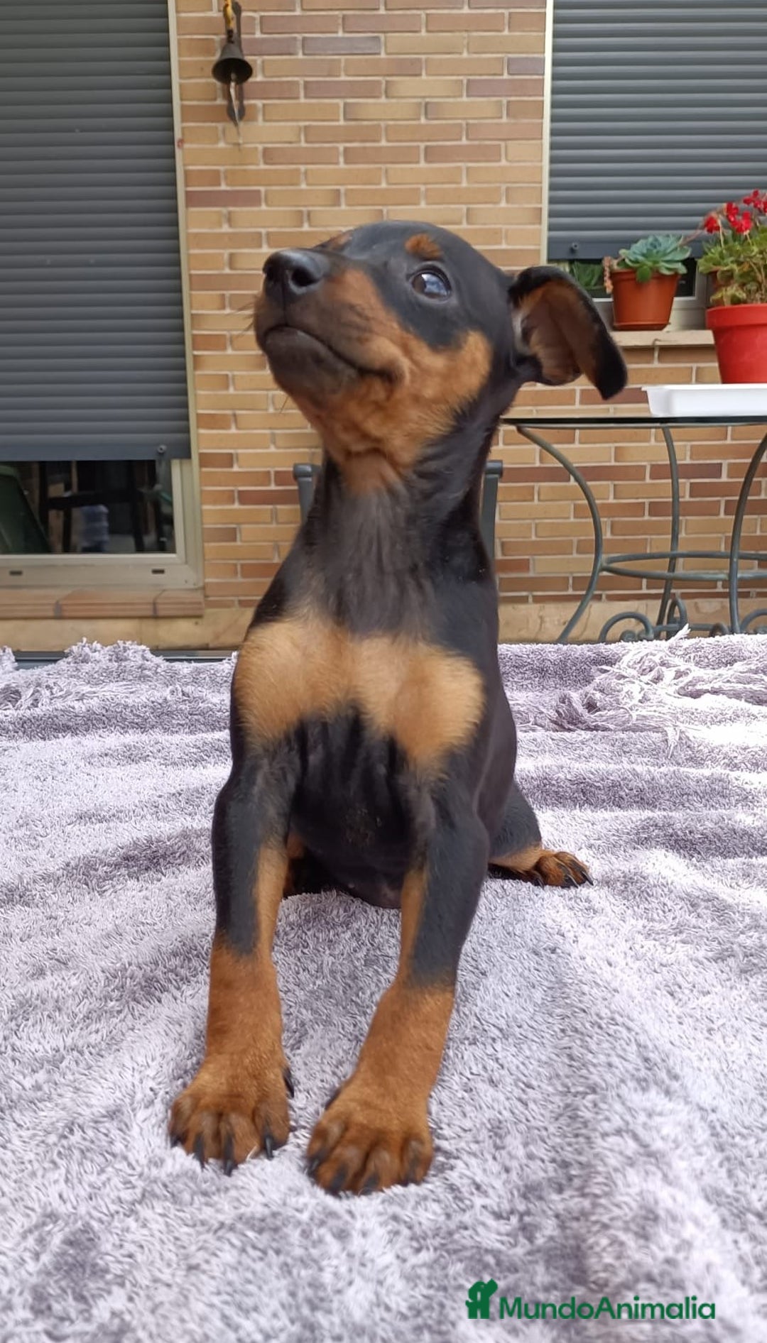 Pinscher Miniatura perros en venta: Pinscher Miniatura  - Imagen 21