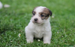 Jack Russell Terrier perros en venta: Exclusiva camada de JACK RUSSELL  - Imagen 4