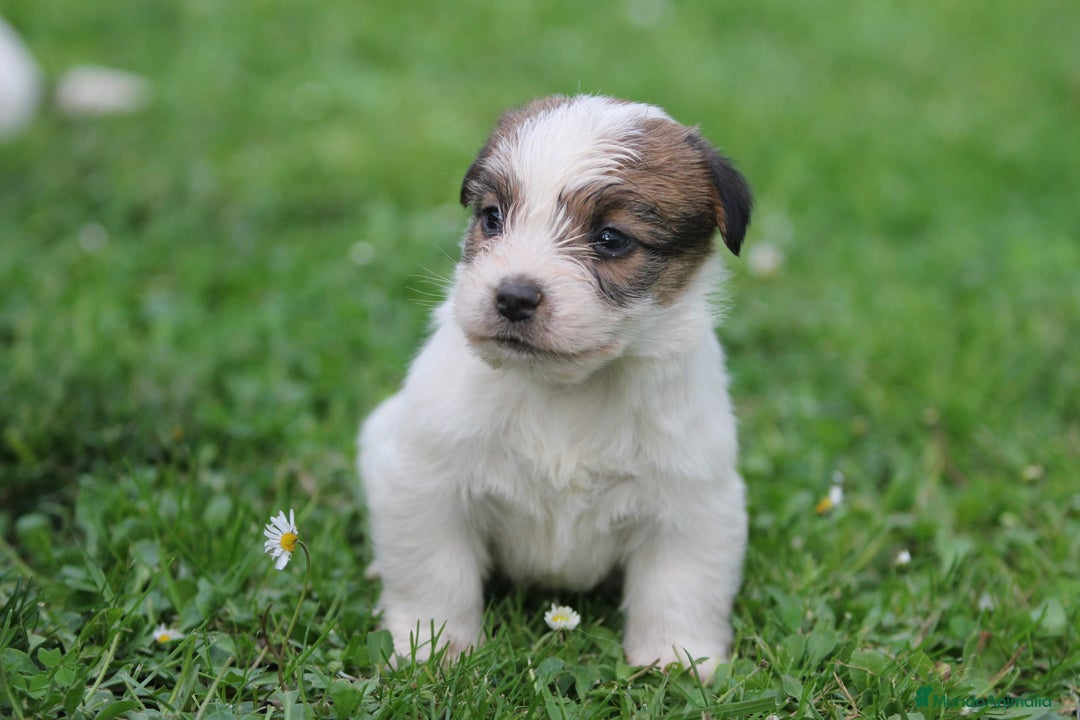 Jack Russell Terrier perros en venta: Exclusiva camada de JACK RUSSELL  - Imagen 4