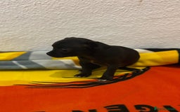 Chihuahua perros en venta: Chihuahua toy - Imagen 19