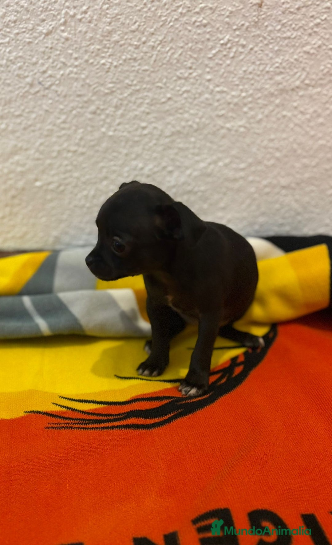 Chihuahua perros en venta: Chihuahua toy - Imagen 19