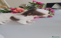 Chihuahua perros en venta: Hembra chihuahua pelo largo  - Anuncio 6