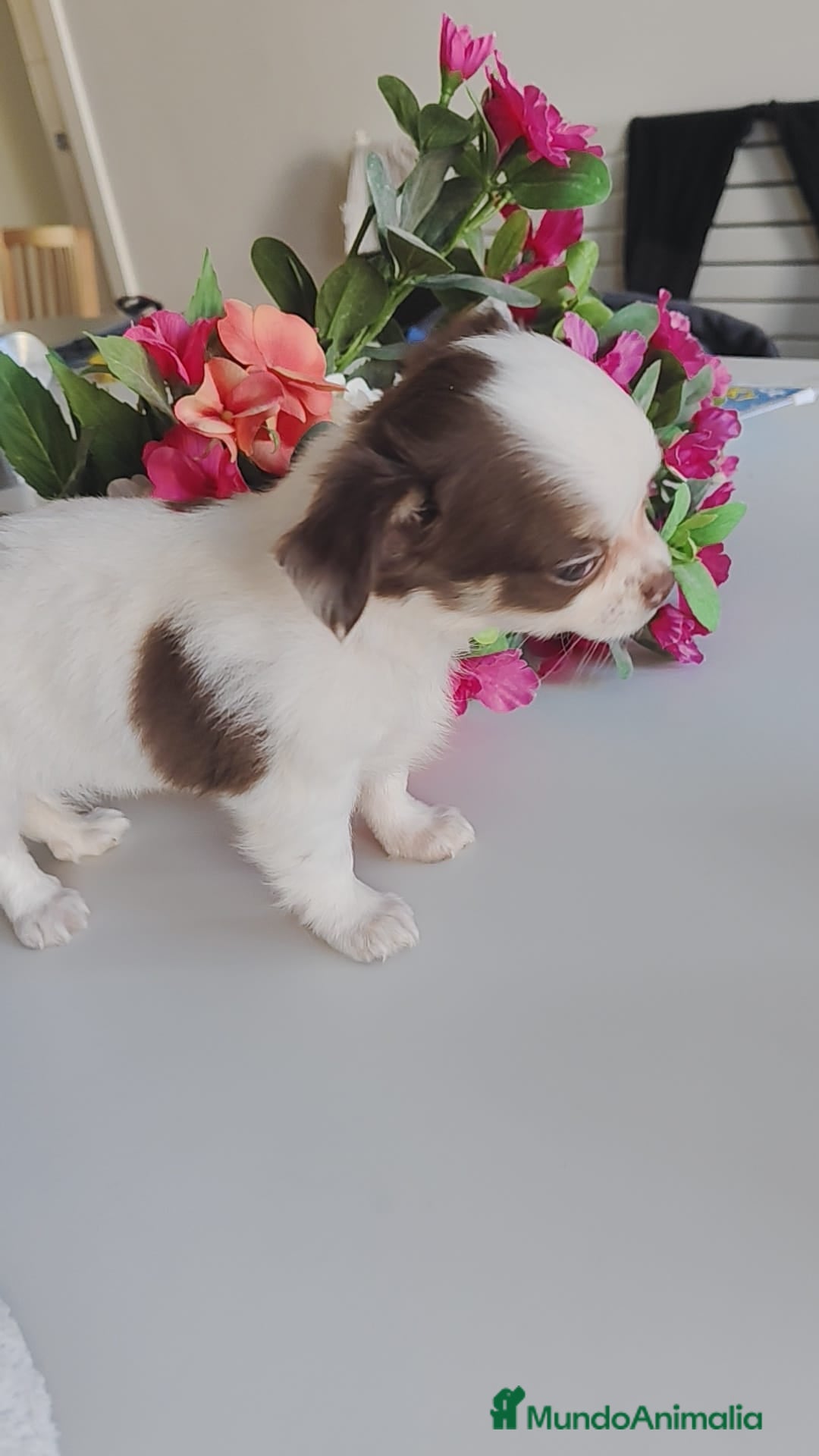 Chihuahua perros en venta: Hembra chihuahua pelo largo  - Anuncio 6