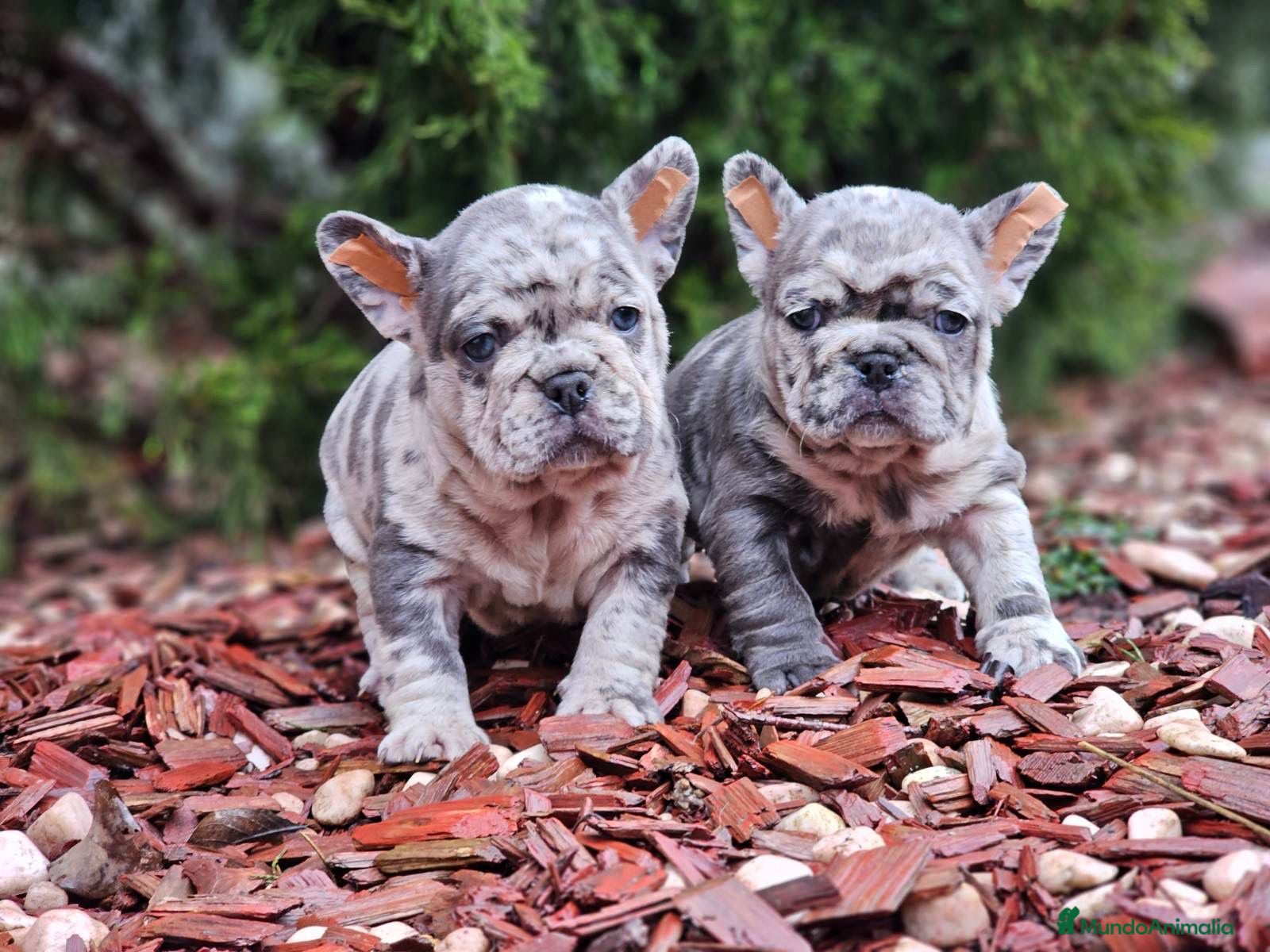 Bulldog Francés perros ‼️‼️BULLDOG FRANCES EXOTICOS - Anuncio 1