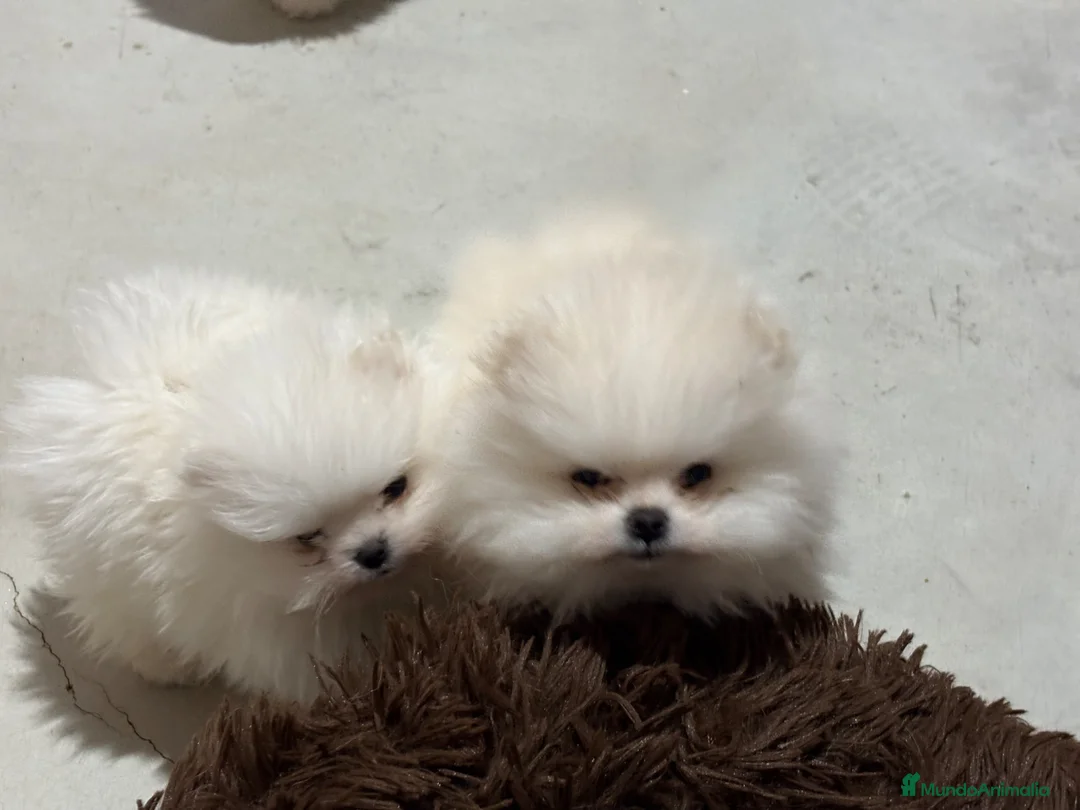 Pomerania perros en venta: Pomerania - Anuncio 2