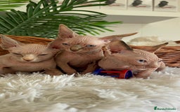 Sphynx gatos en venta: GATITAS SPHYNX - Anuncio 4