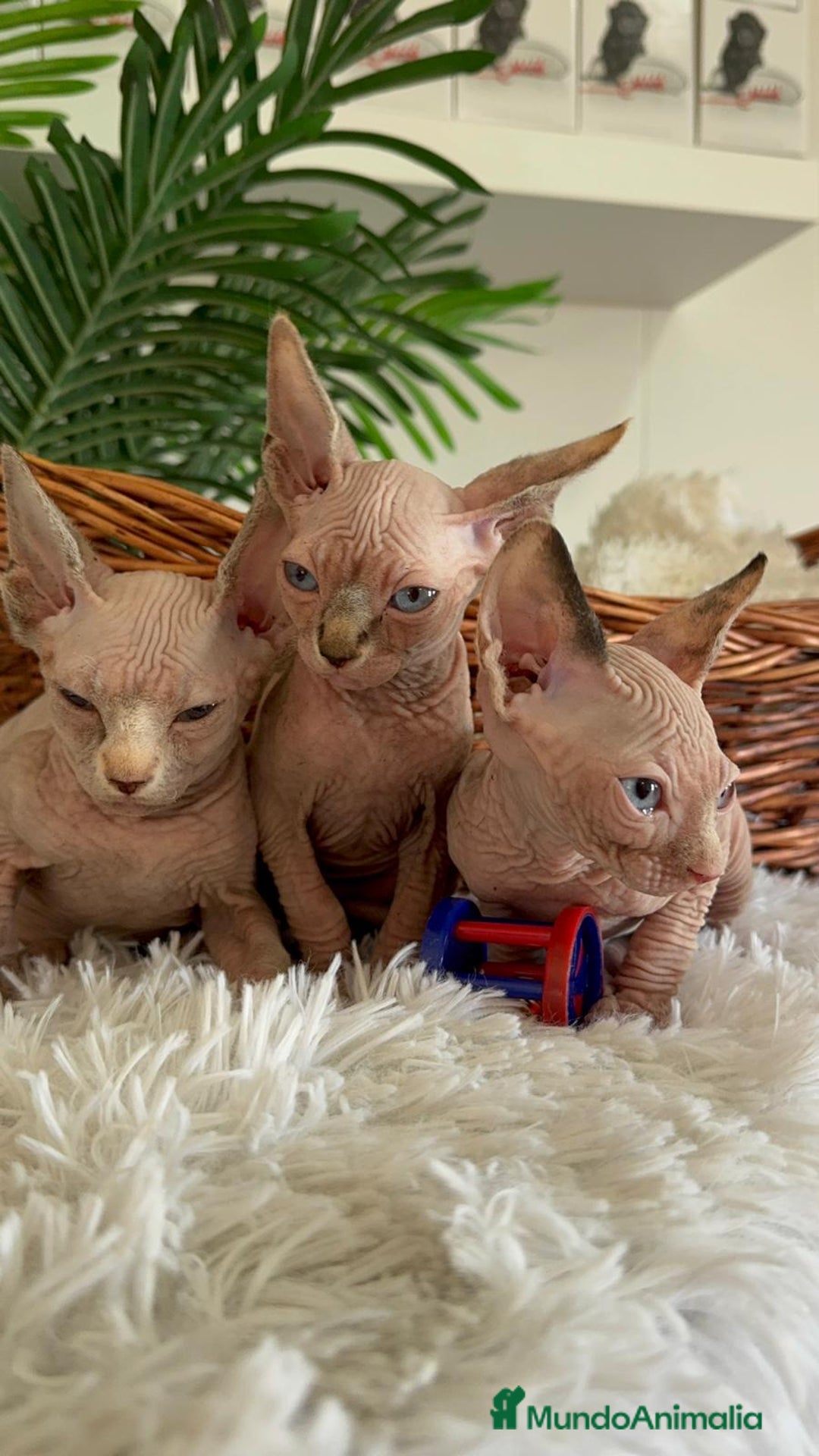 Sphynx gatos en venta: GATITAS SPHYNX - Anuncio 4