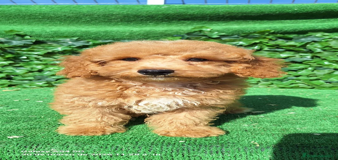 Imagen de galería {{count}}