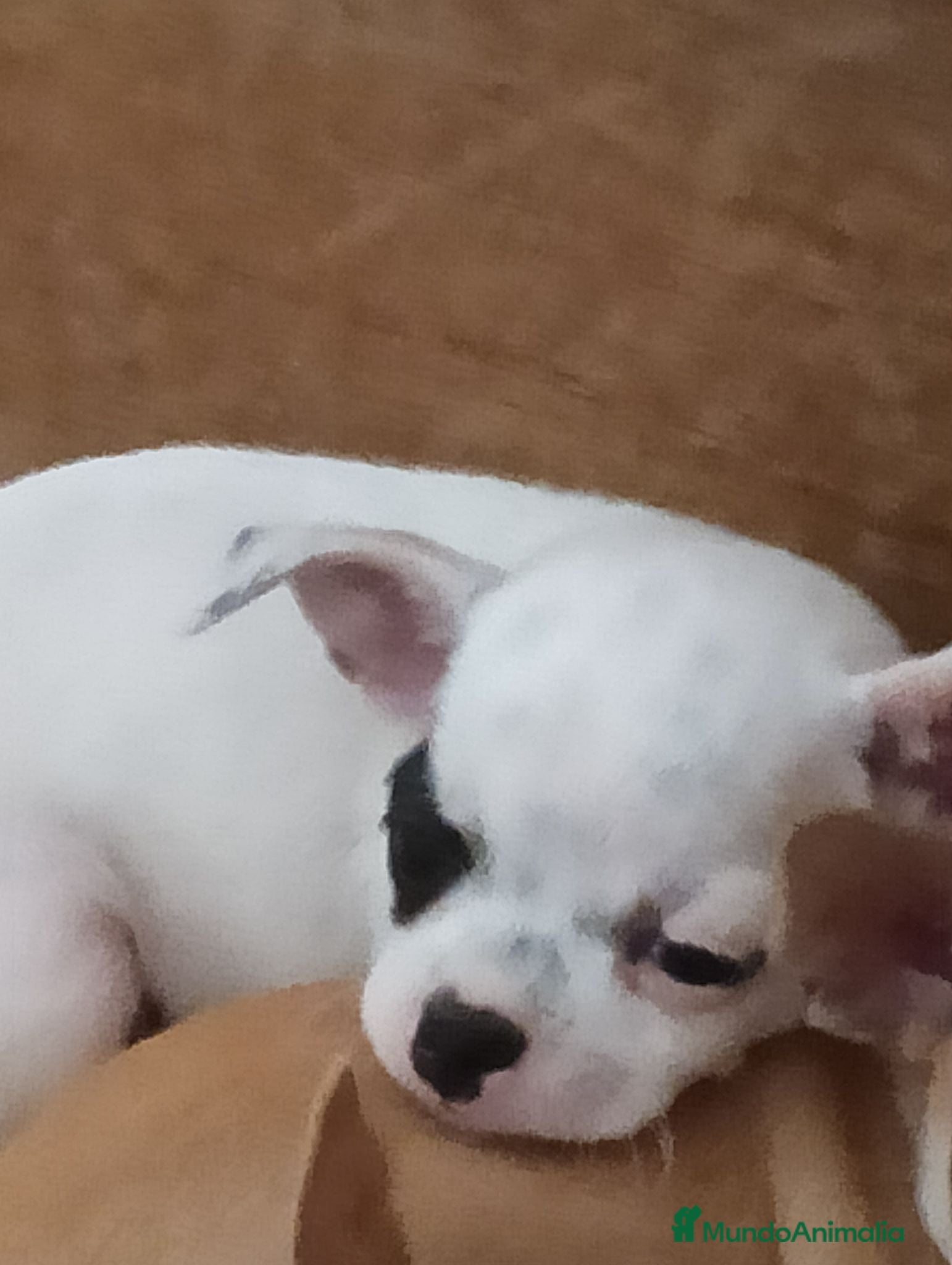 Chihuahua perros Chihuahua toy  - Anuncio 2